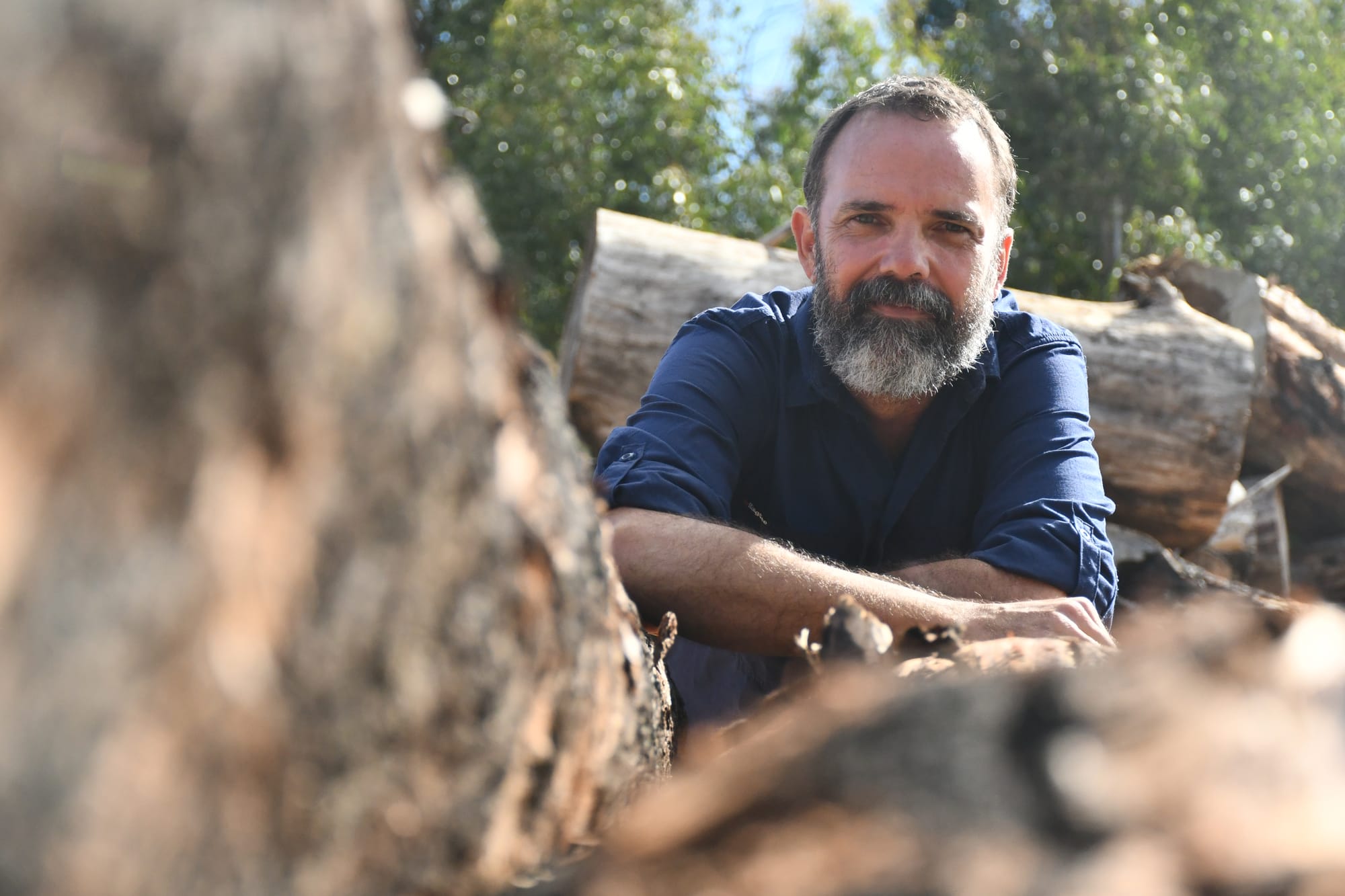 More funding needed to continue tree salvage work after Cudlee Creek fire