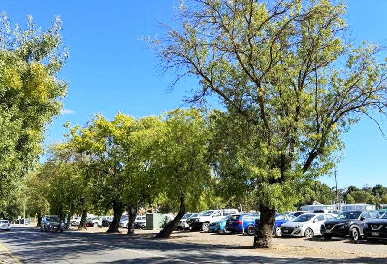 Trees to be axed for hospital development
