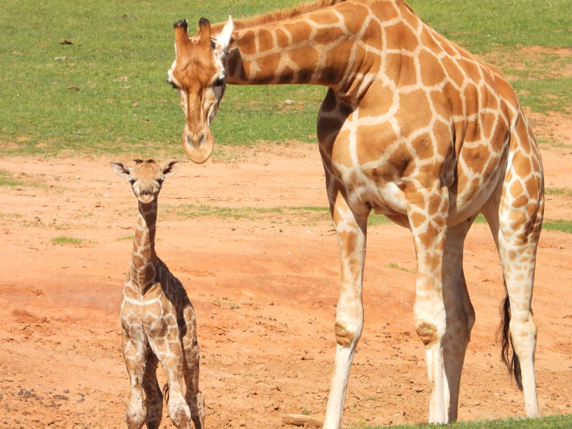 New residents at Monarto Safari Park