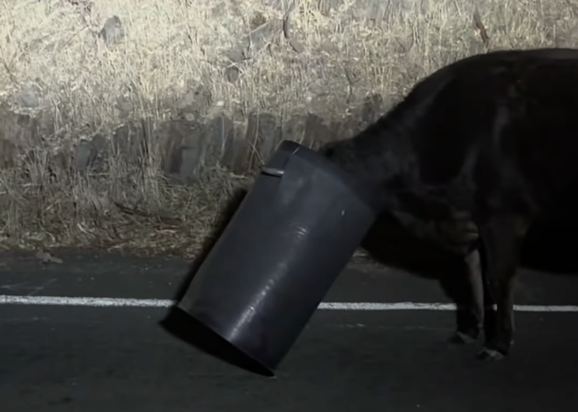 High steaks offender