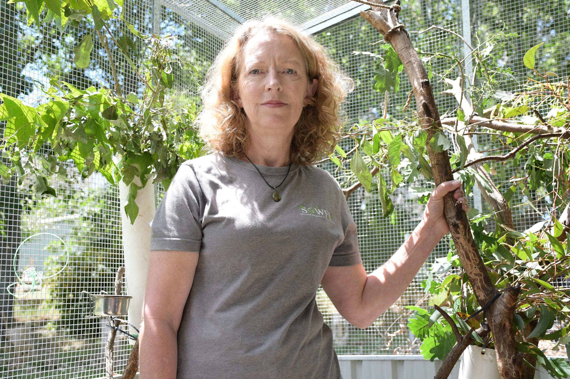 Plea for trap safety after koala killed