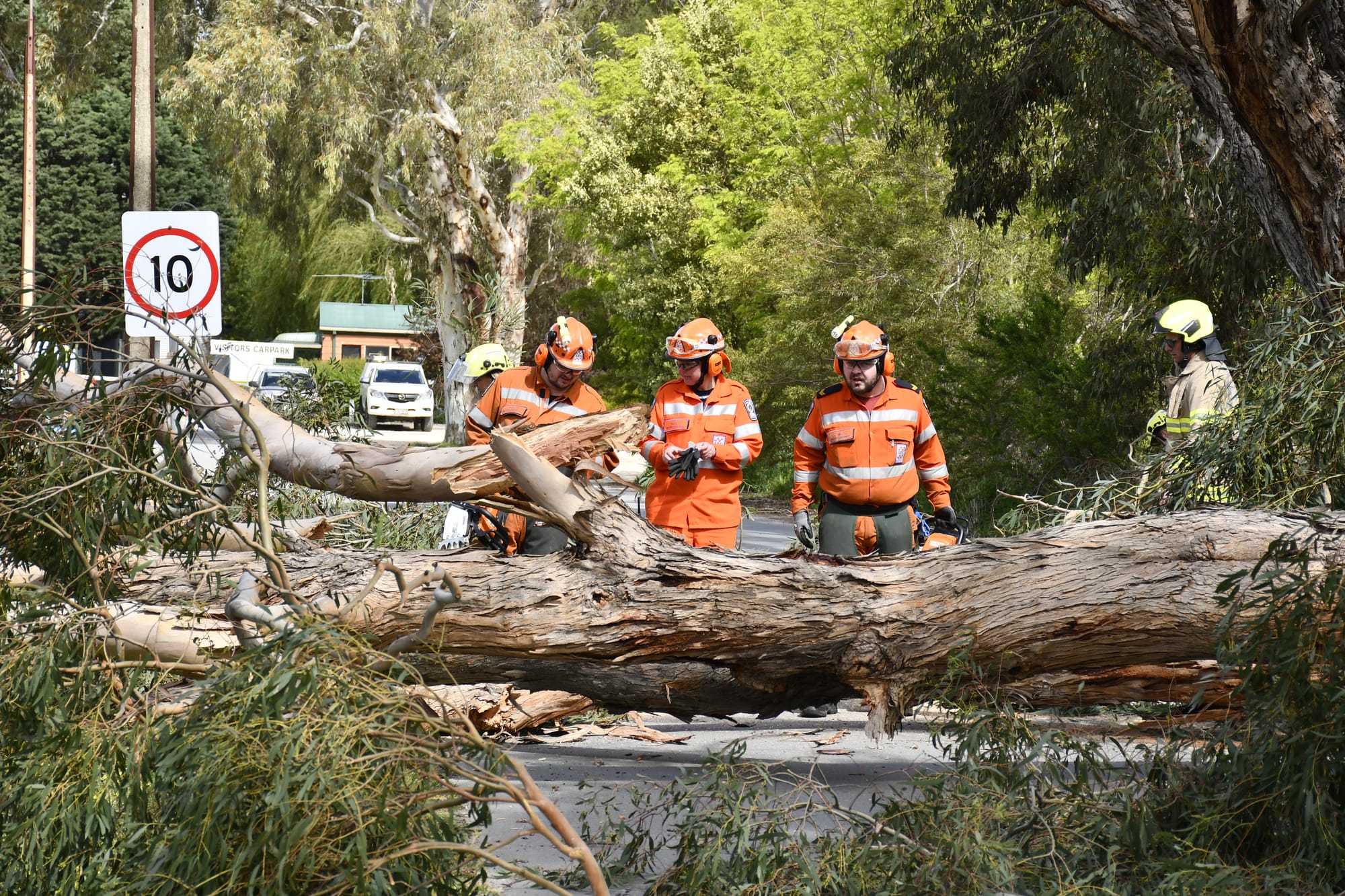 Cold front brings down trees