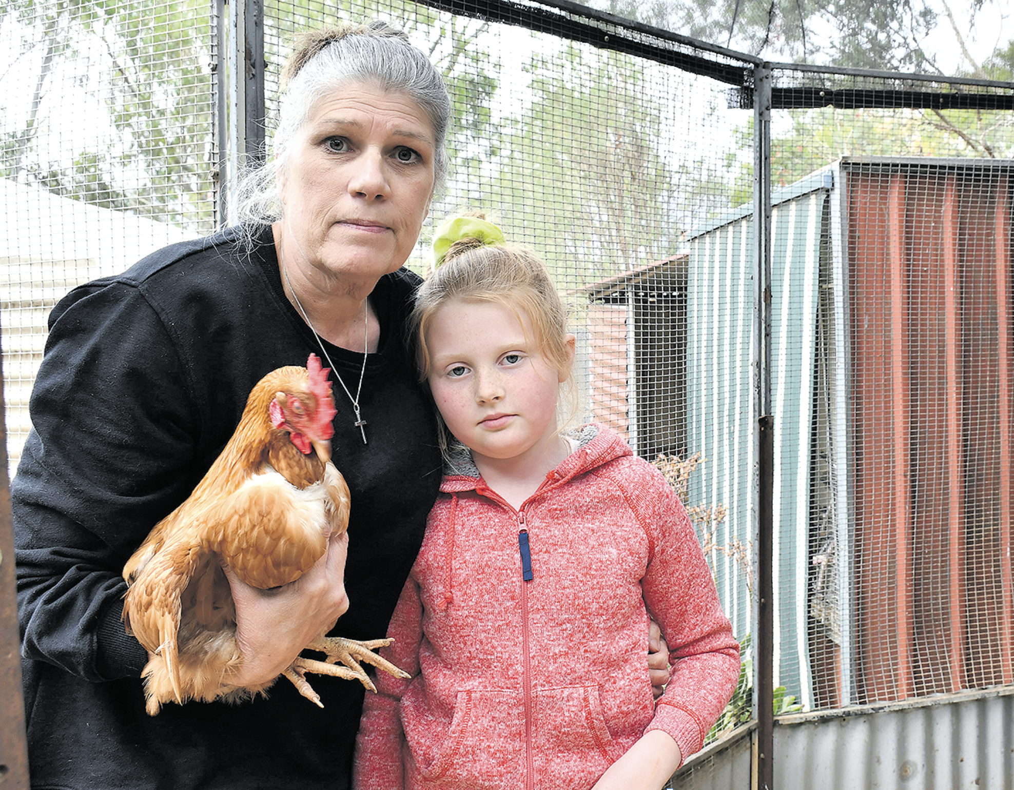 Pet rooster persecuted