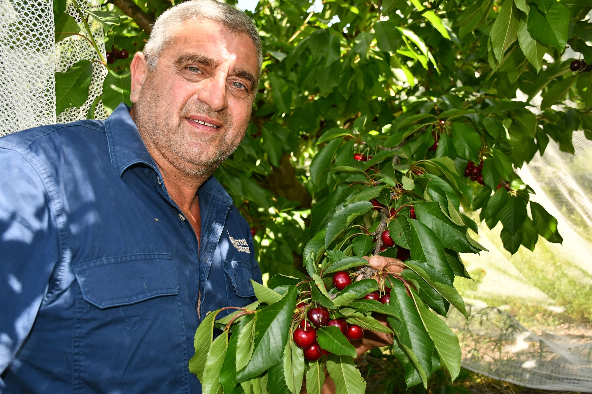 Cherry season delayed, but warm weather a boost