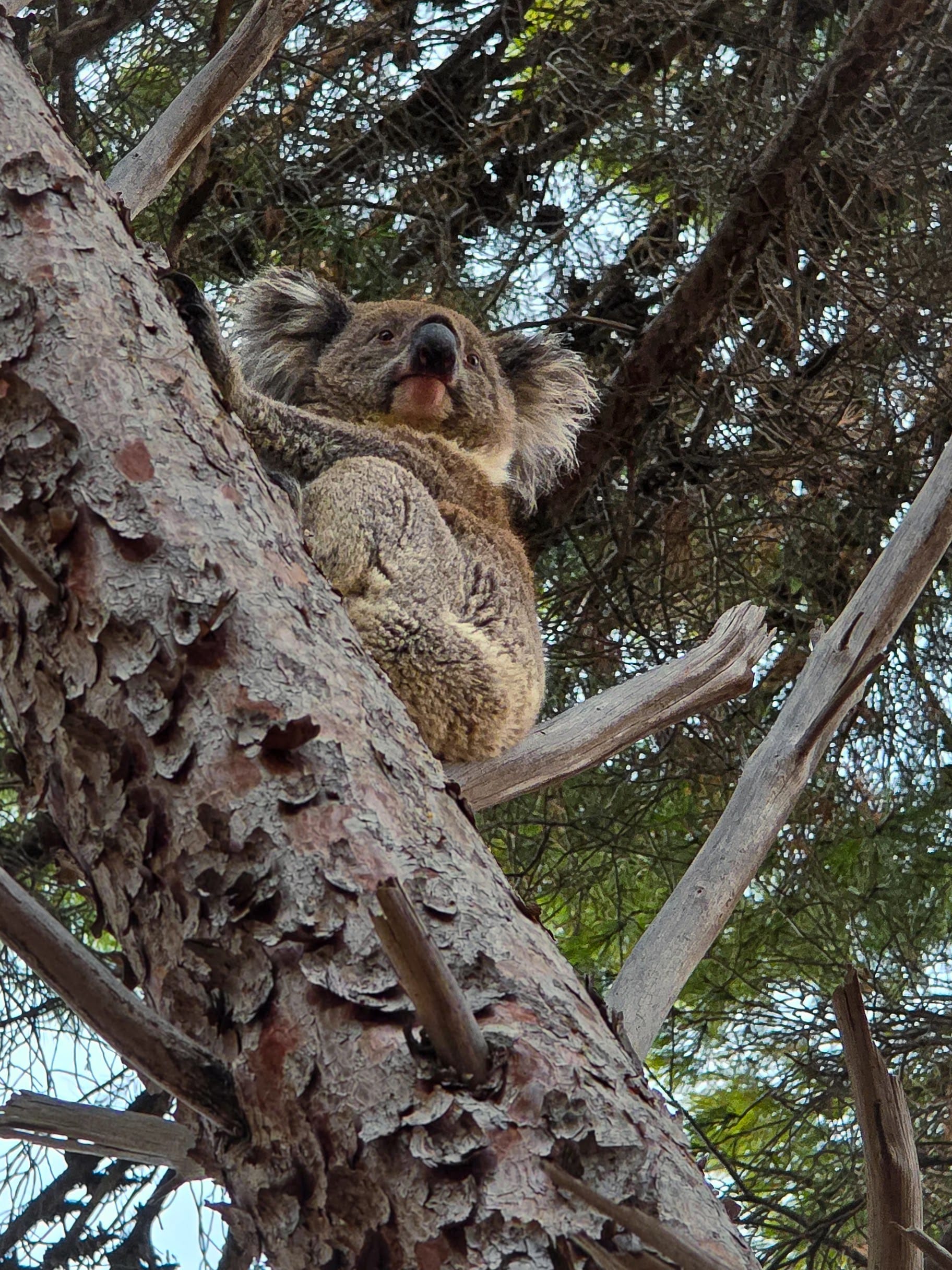 Fears over future of Hills koala population