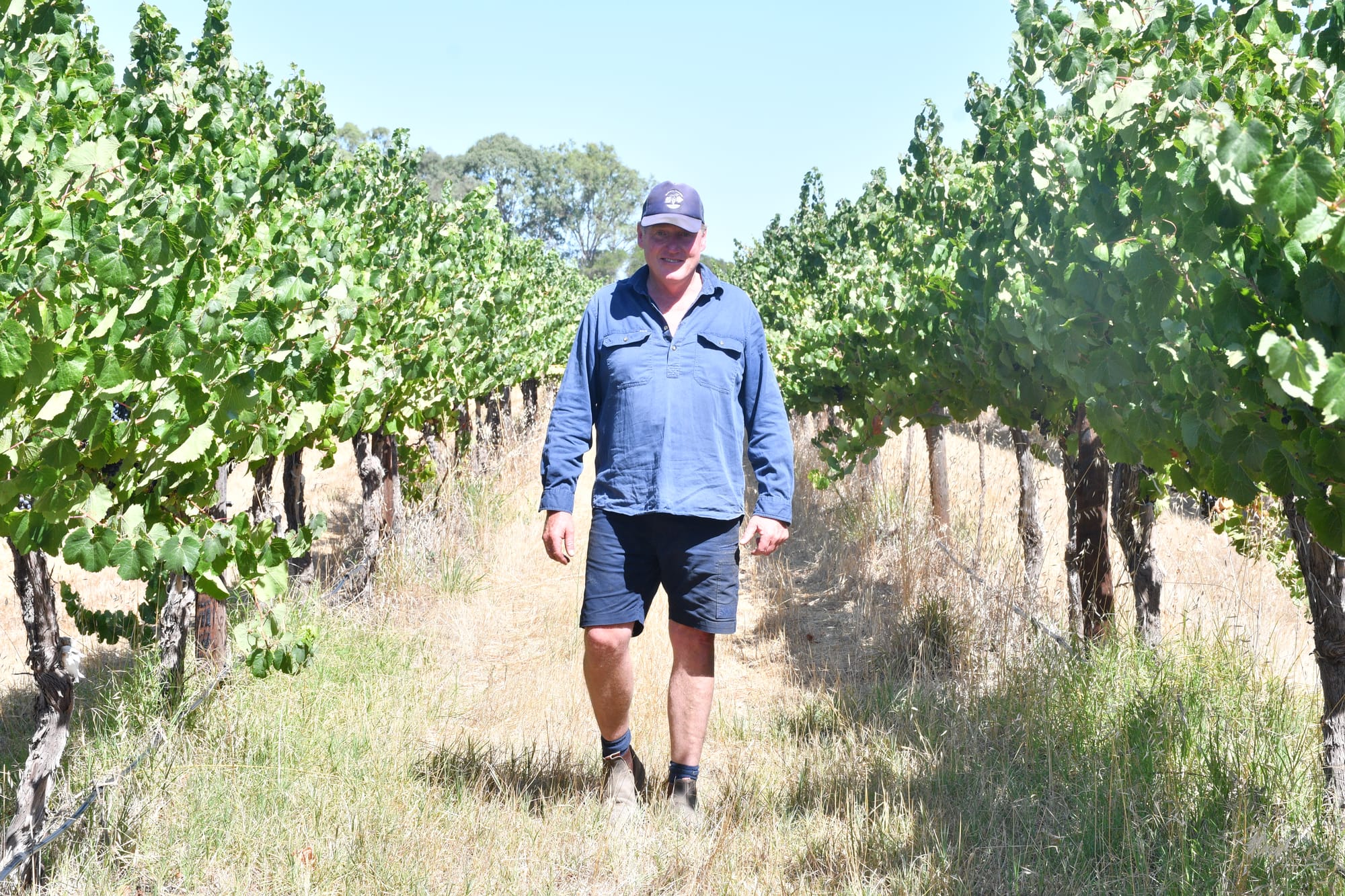 Low prices and oversupply hit grape growers