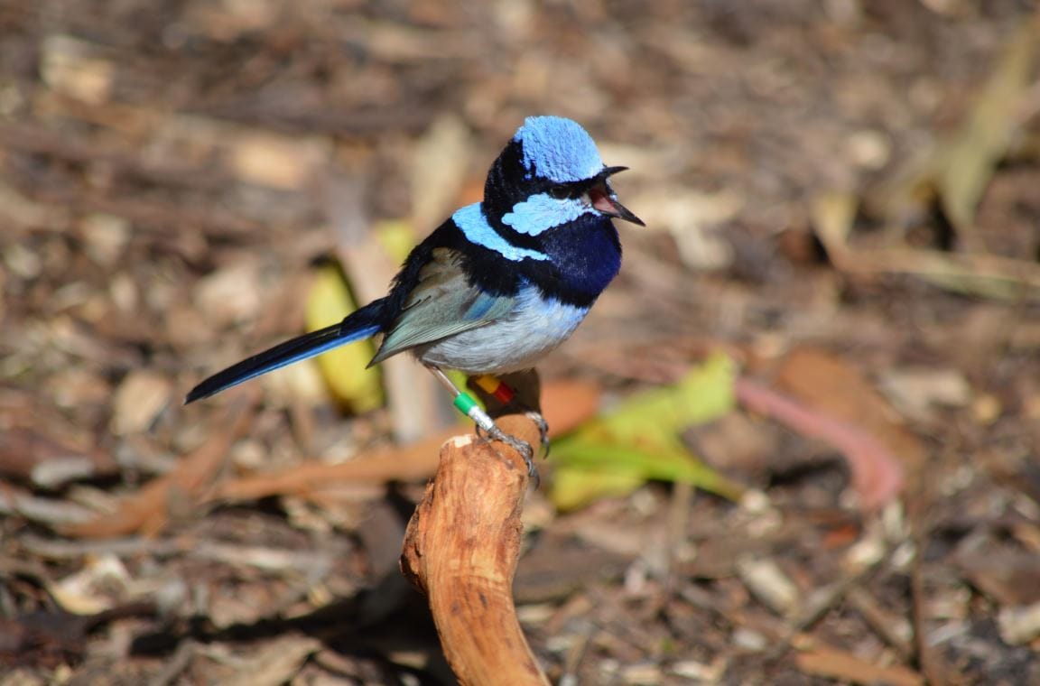 Fairy-wren populations face sharp decline