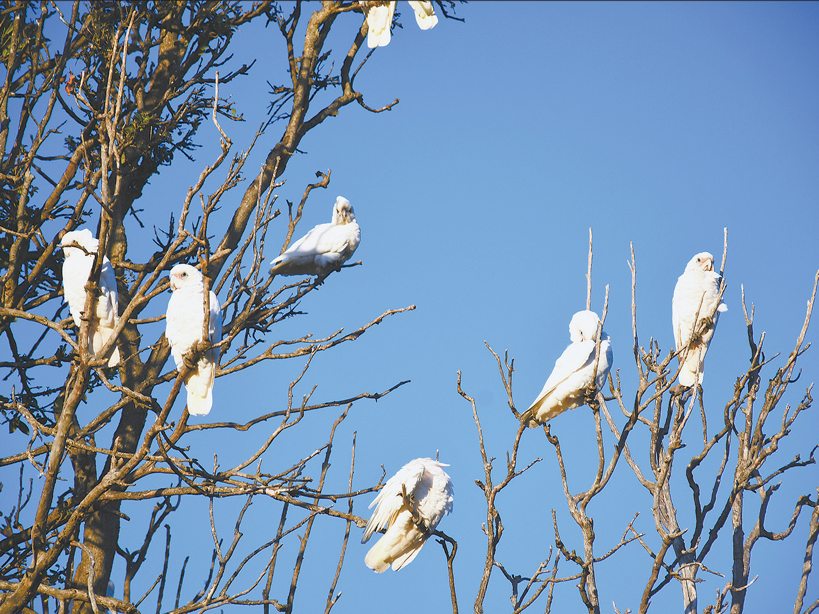 Plan for new corella cull