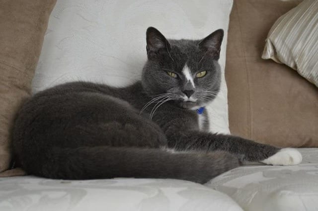 Call for cat iso to stop the spread