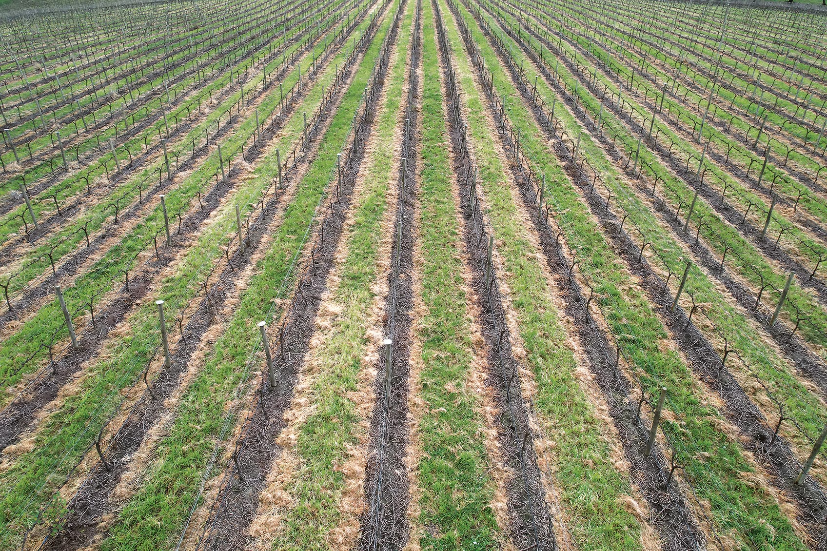 $109m to help vineyard crop transition