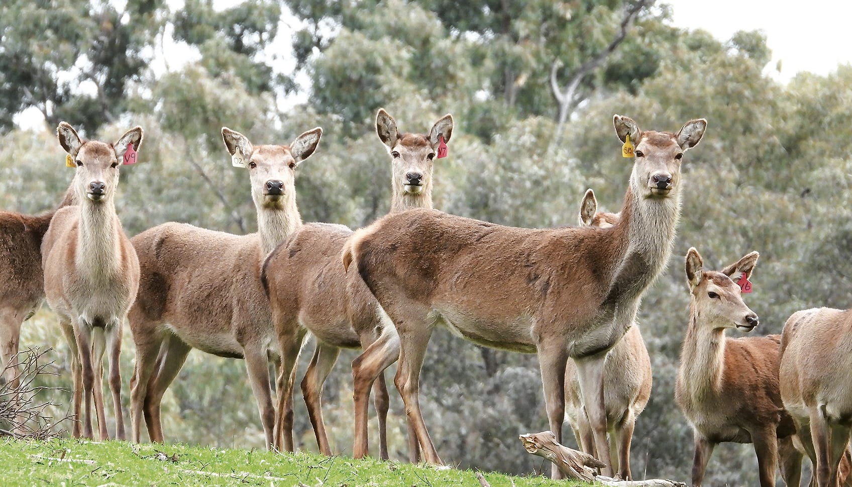 Untagged deer cost farmer $6000