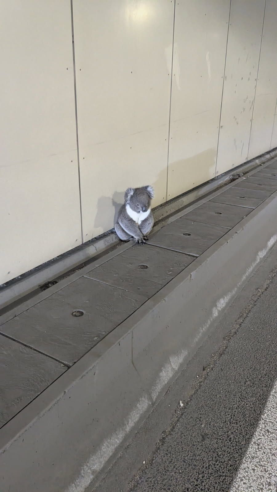 Sleeping 'Blue-ty' post image