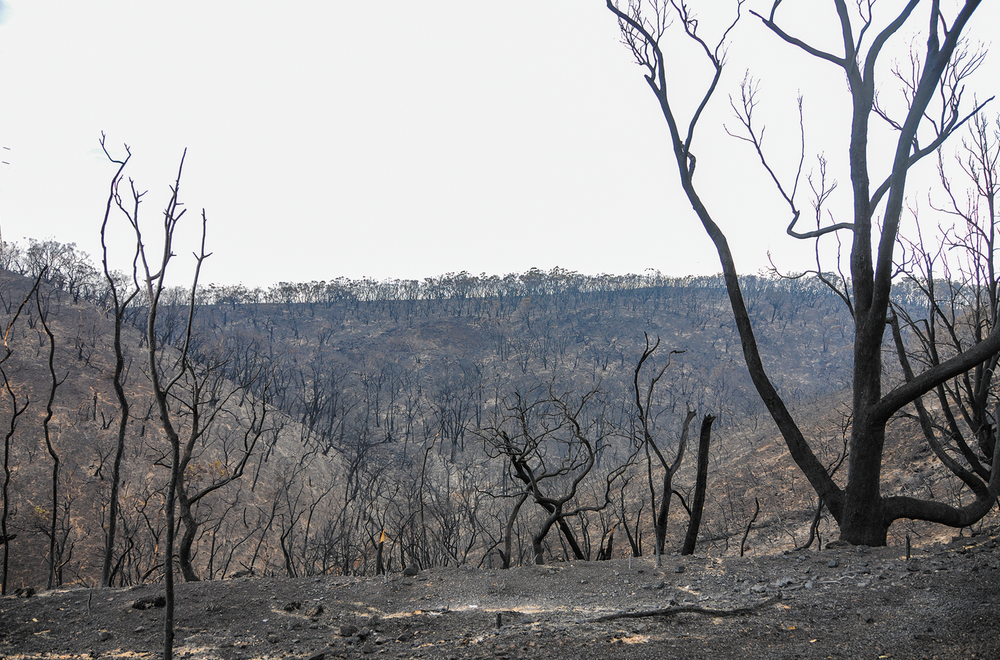 Jury finds man guilty of Cherry Gardens arson post image