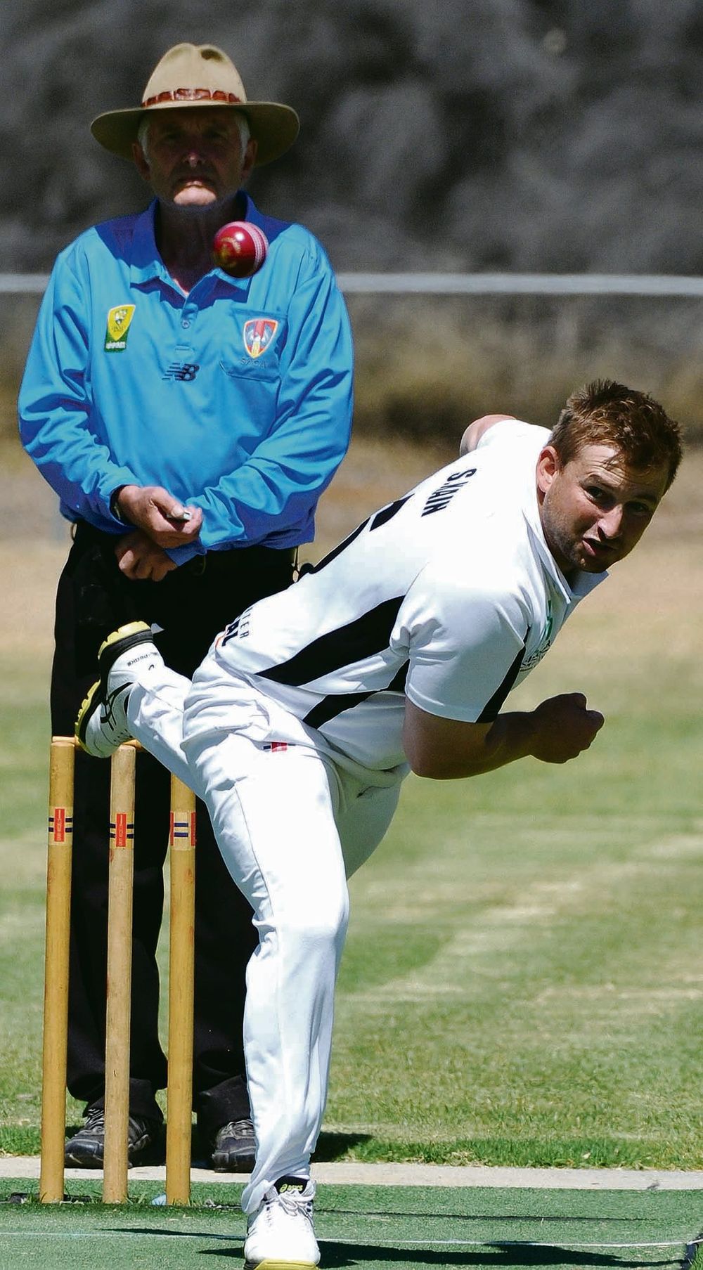 Skunks sniff back-to-back post image