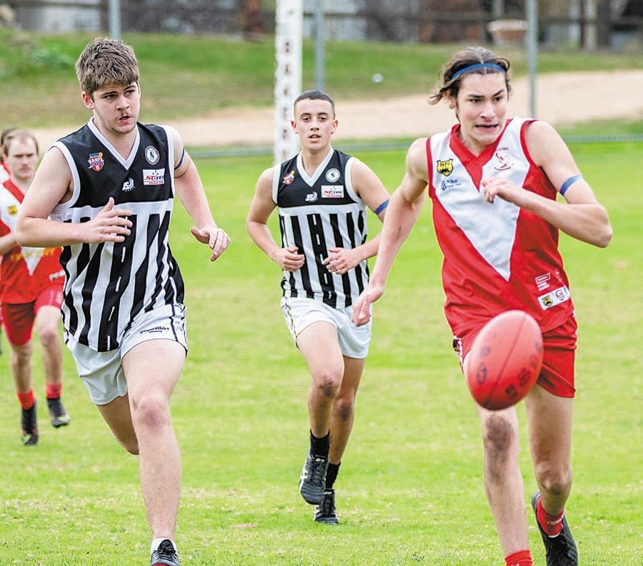 Young Roosters find perch post image