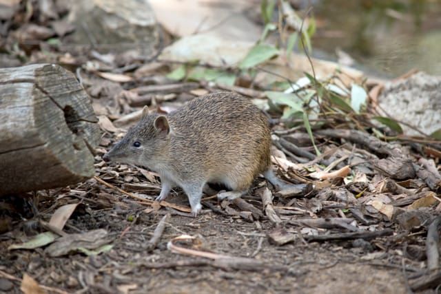 Public urged to report bandicoot sightings post image