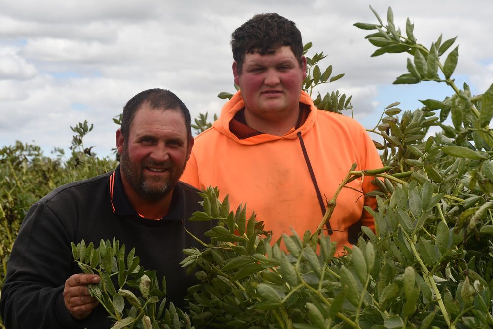 Rain delays Hills harvest, fears for crop quality post image