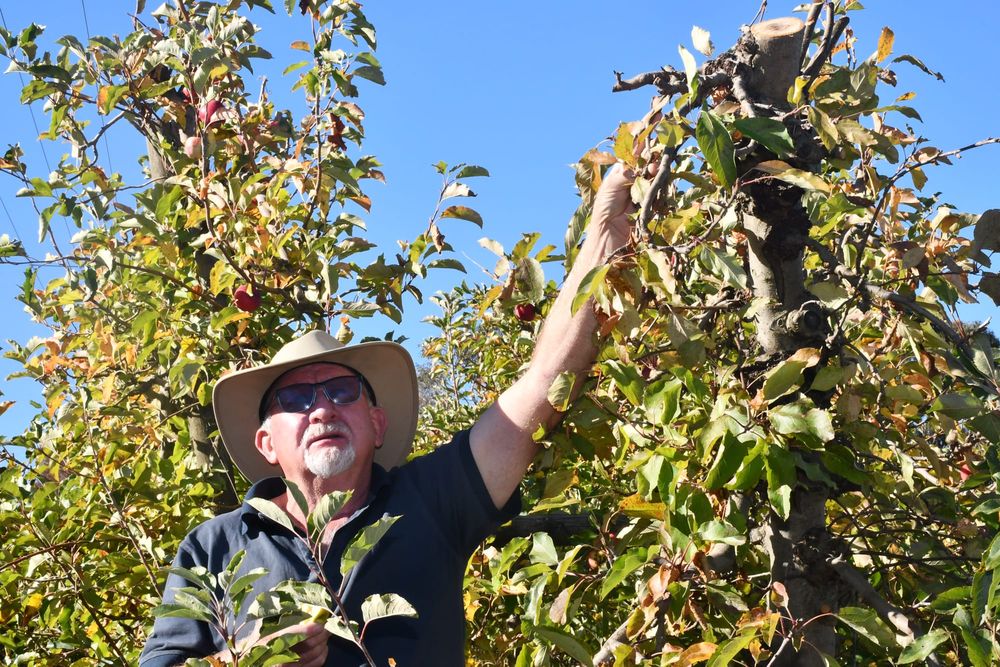 Sliced apples: growers reeling over tree pruning post image