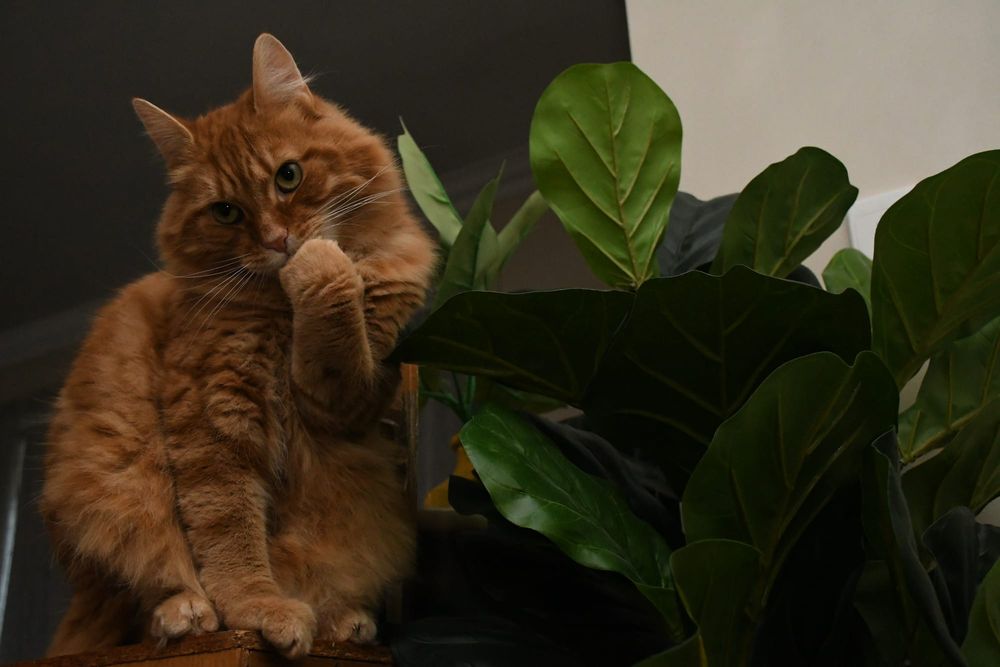 Council puts the fee in feline post image
