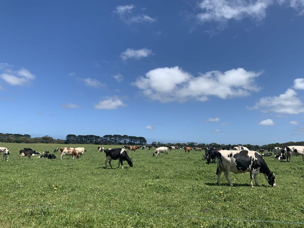 Local producers welcome organic reforms post image