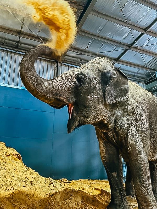 Jumbo jets into SA post image