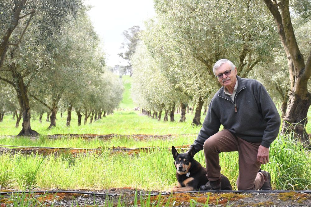 Liquid gold flows again post image