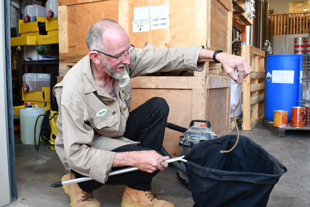 Eastern browns on the rise as hatching begins post image