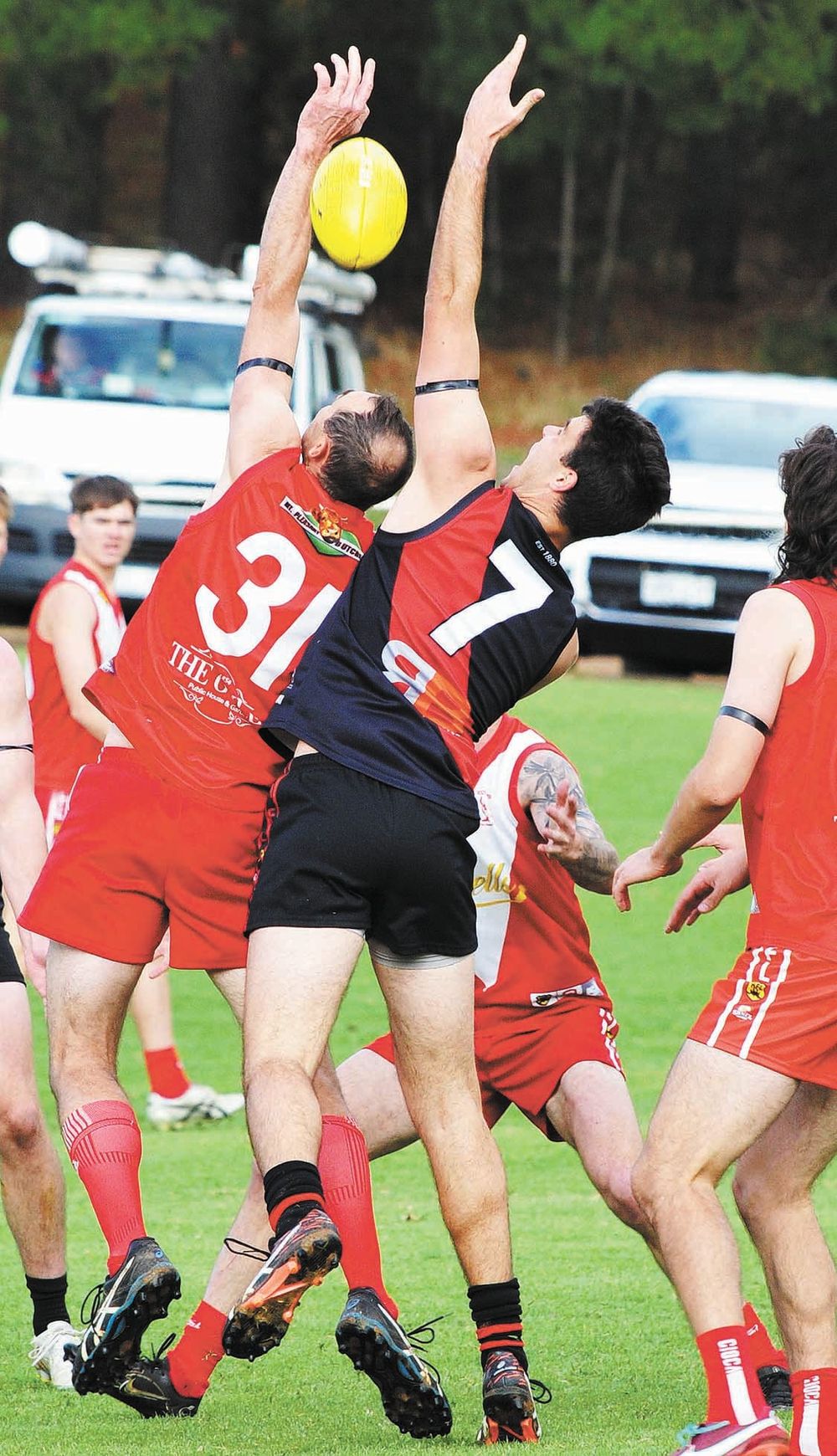 Tribute win by Birdwood post image