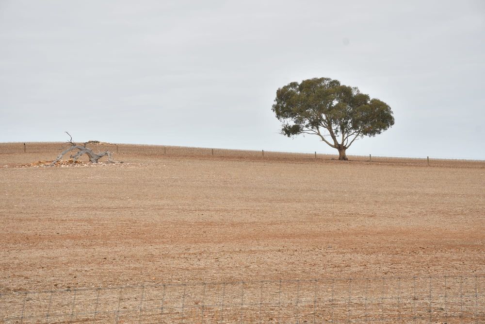 More drought funding released post image
