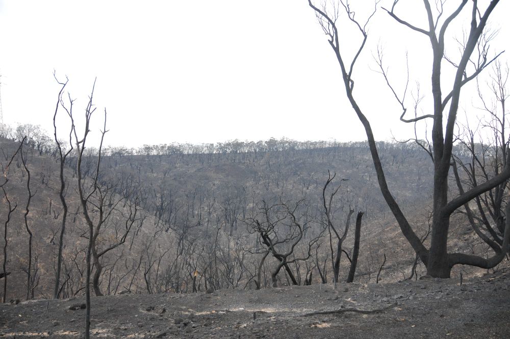 Accused Cherry Gardens arsonist pleads not guilty post image