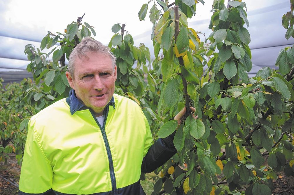Return flights for ‘£10 poms’ post image