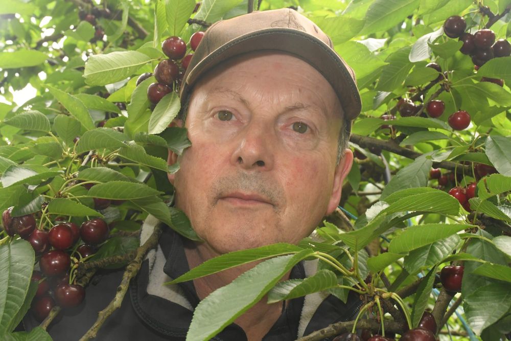 Rain brings more pain for cherry growers post image