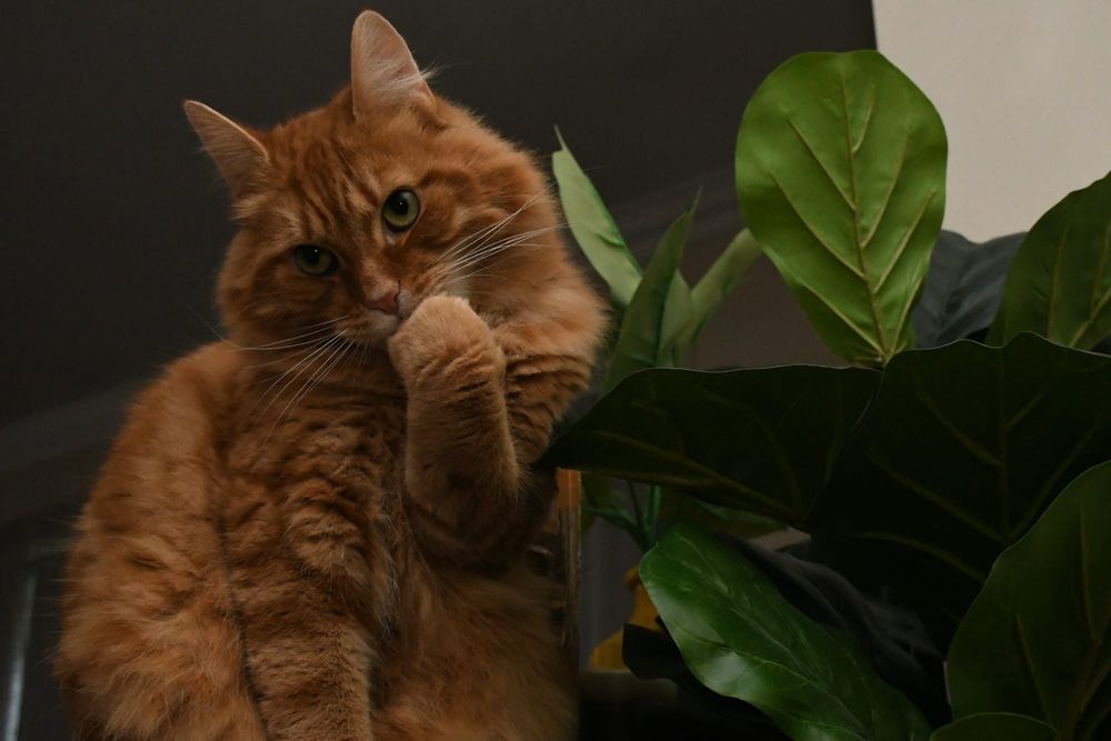 Some cats to be excluded from Alexandrina cat confinement rule post image