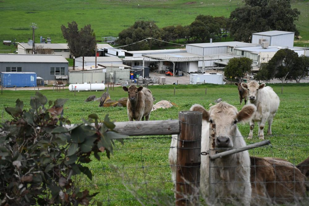 Strathalbyn Abattoir on track to re-open in September post image