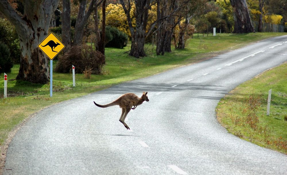 Animal instincts post image