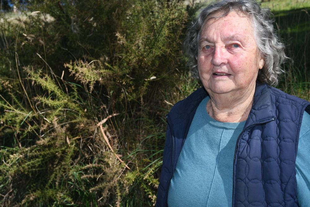 Woody weed warning ahead of fire danger season post image