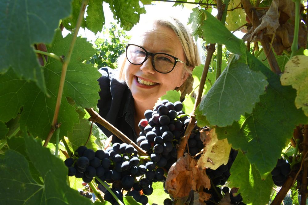 Growers optimistic about vintage post image