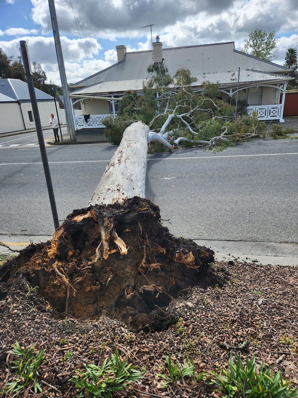 Tree falls after council warning post image