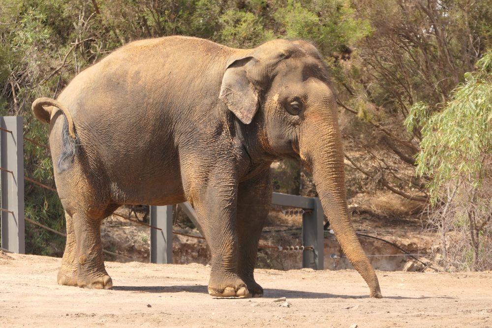 Second elephant set to arrive at Monarto post image