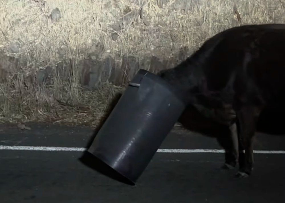 High steaks offender post image