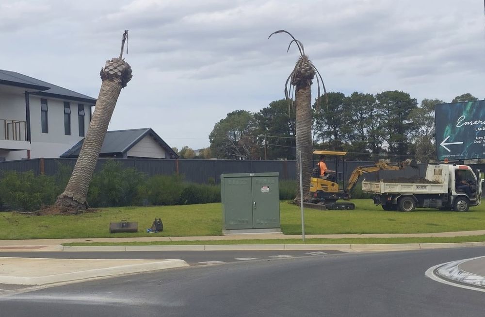 Waterlogged palms replaced post image