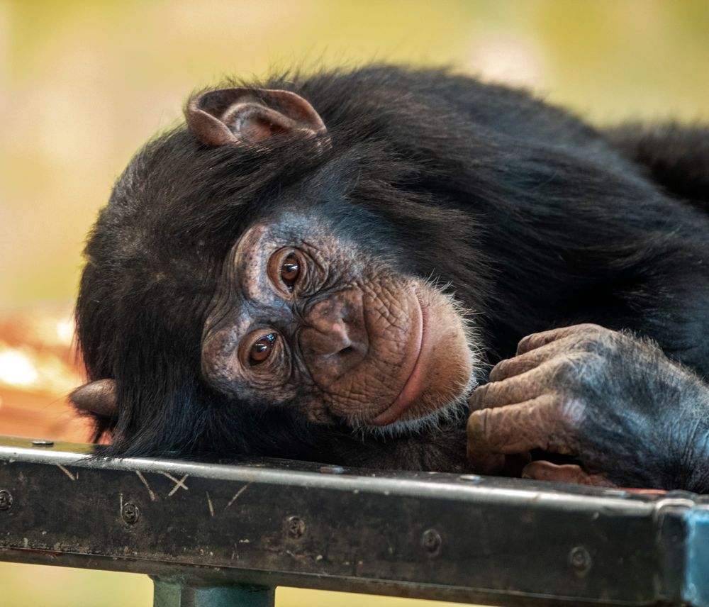 Virus hits Monarto chimps post image
