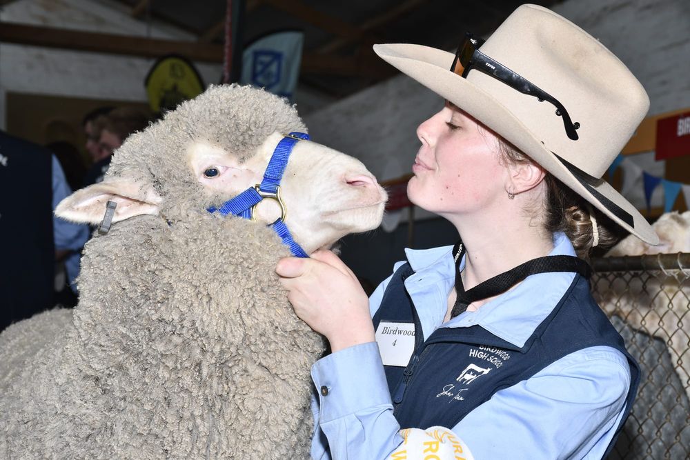 Hills livestock shines at Royal Adelaide Show post image