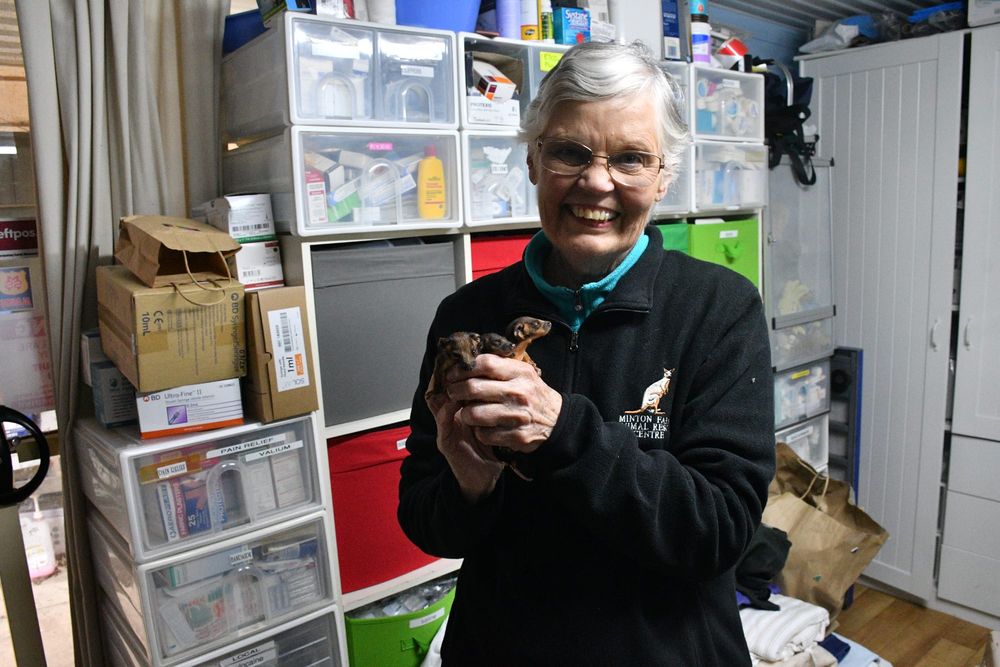 Statewide cat laws 'lagging' post image