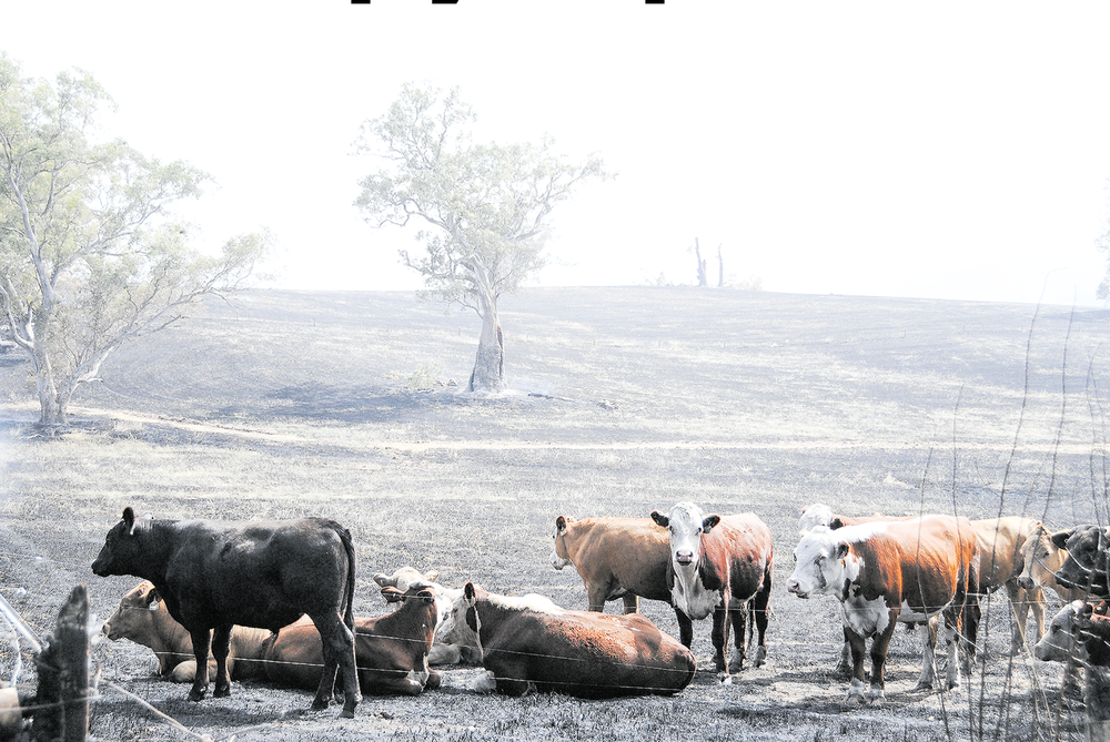 Plan to keep your pets safe during a fire post image