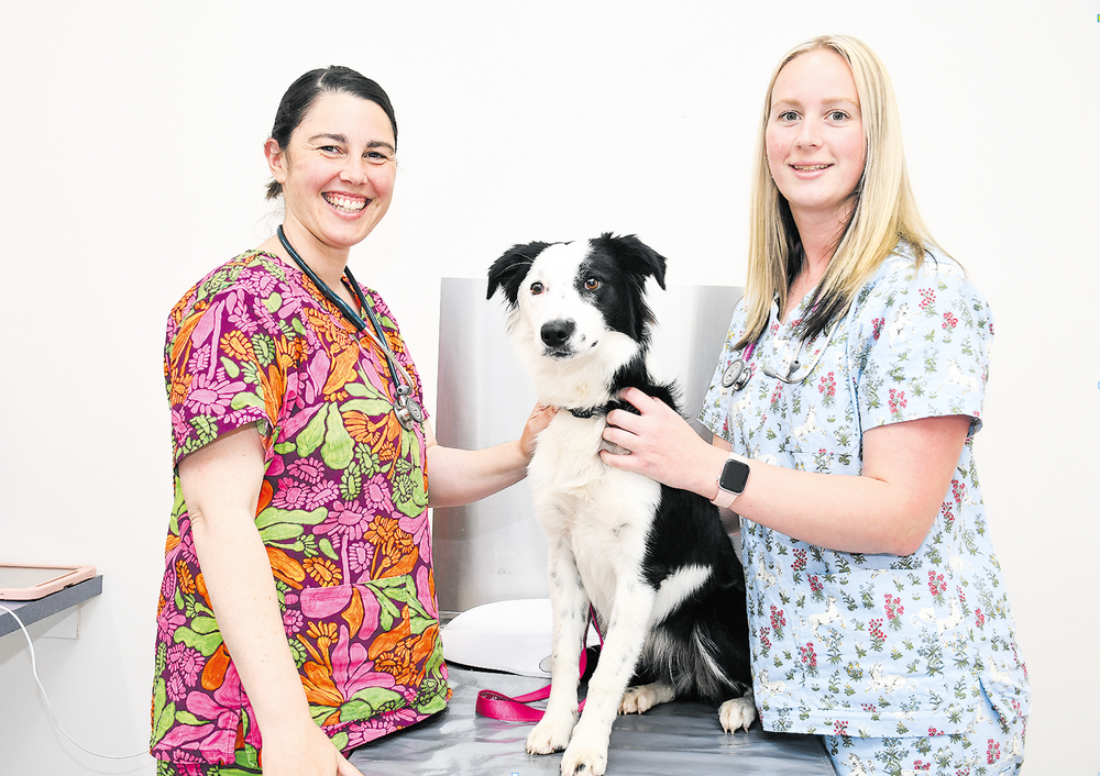 Canine cough case numbers spiking in Hills post image