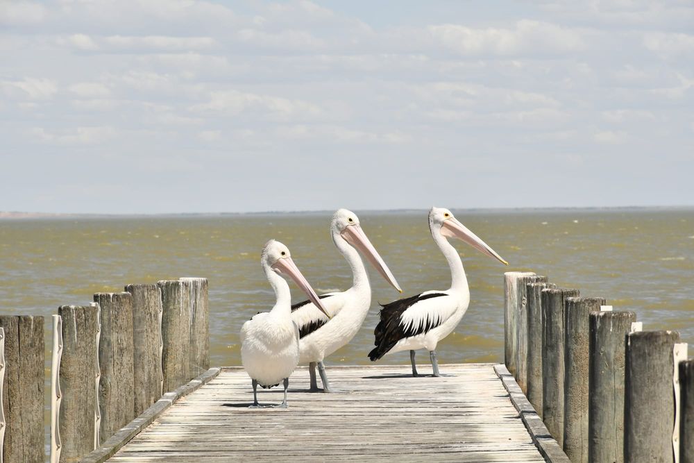 Lower Lakes 'critically endangered' post image