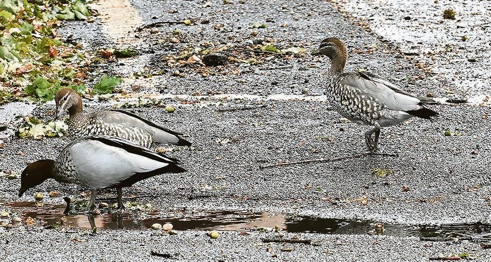 Weather wins out post image