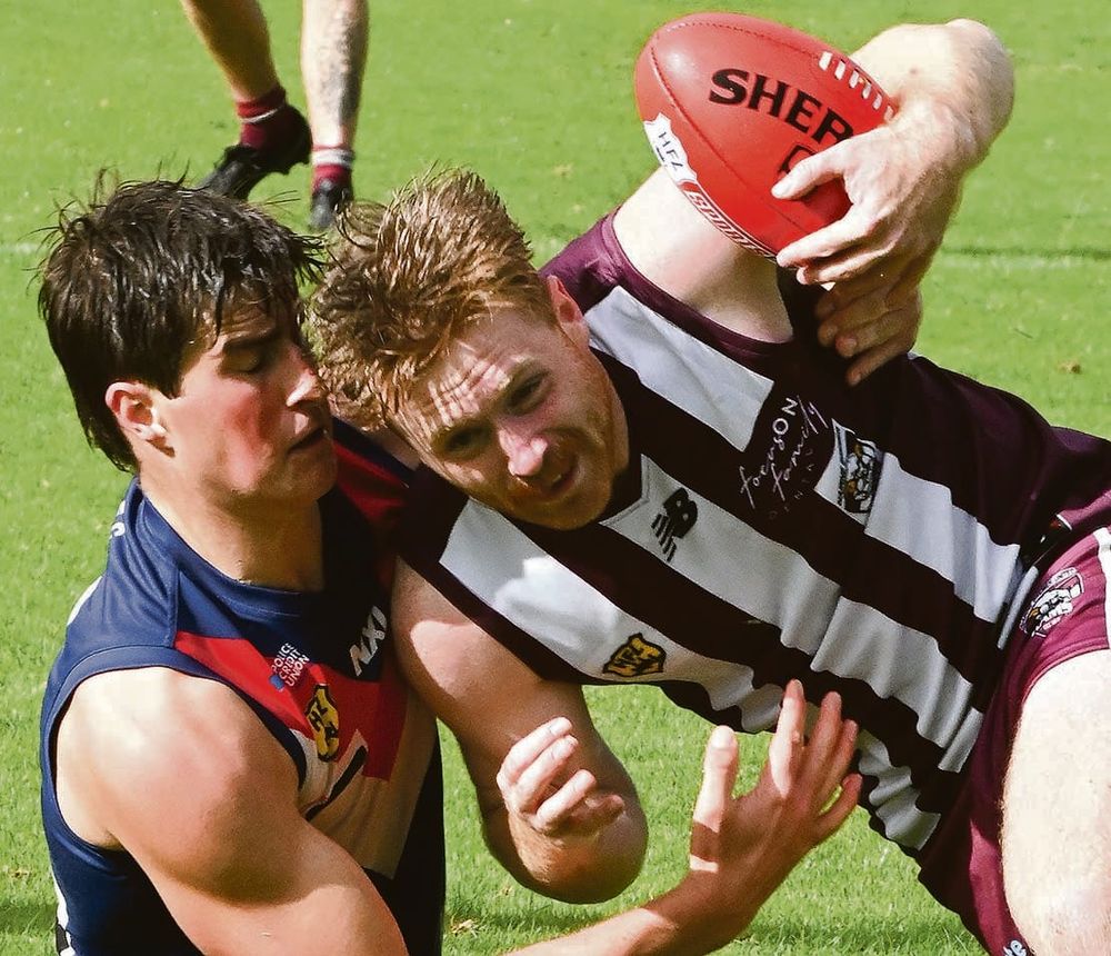 Strong initial bite by Dogs post image