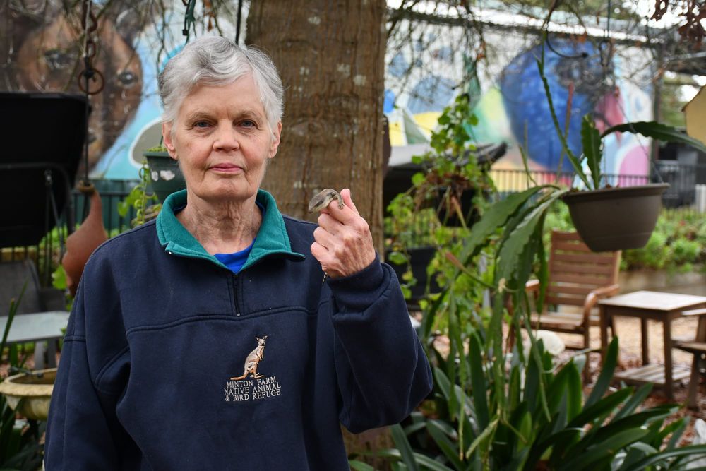 Cat fight: wildlife rescuer urges Government action on cat confinement post image